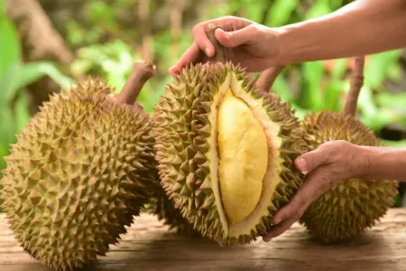 Kandungan Antioksidan dalam Durian: Perisai Tubuh dari Penyakit