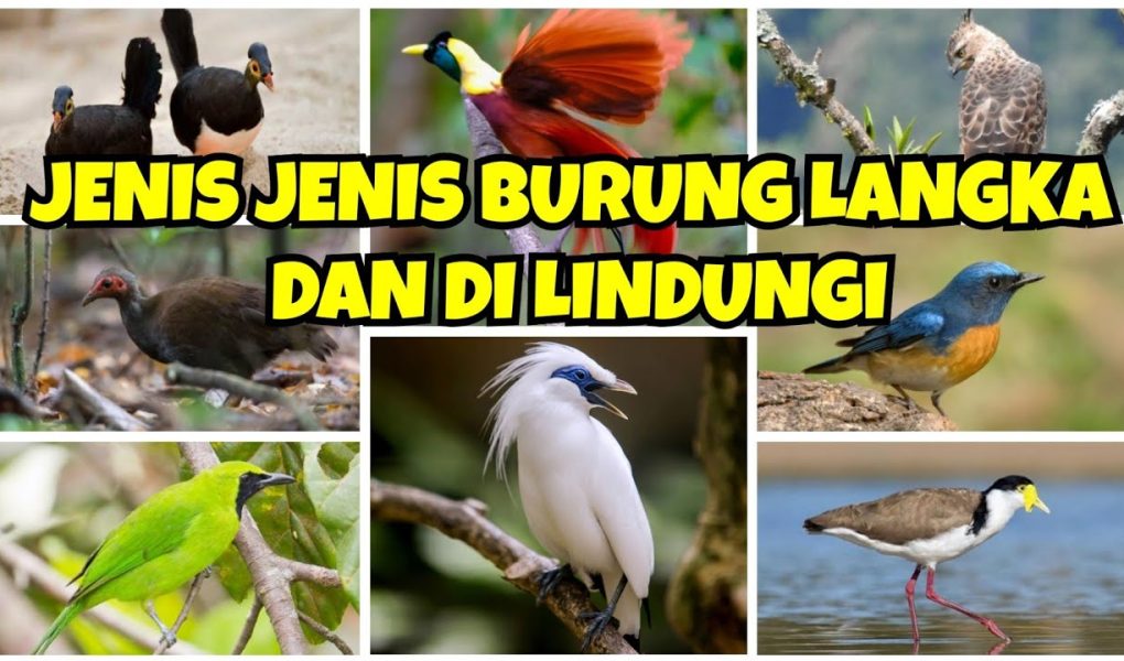 Konservasi Burung Langka: Upaya Menyelamatkan Keanekaragaman Hayati