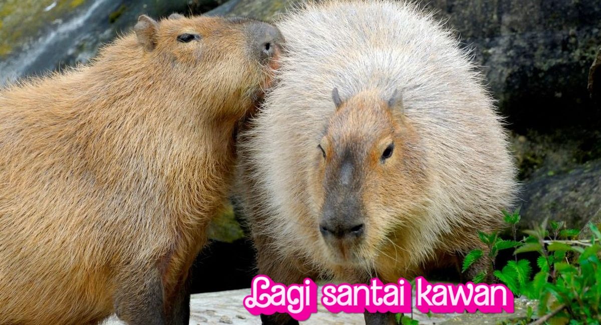 Capybara dan Air: Hubungan Tak Terpisahkan