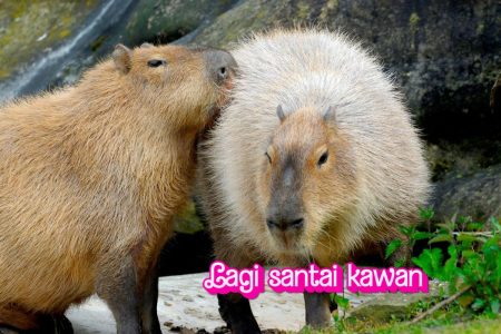Capybara dan Air: Hubungan Tak Terpisahkan